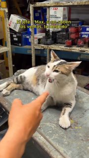 ▶️ ¡¡¡ MAXXXXX😳😹!!!! Esta oferta, definitivamente, no te la puedes perder 😻.

👉🏼 ¡Compra tu autoparte y recibe un beso del vendedor más pinta de Cedepa 😉!

🟠 ¿galletas de freno? ¿aditivos? ¿radiadores? 🟠

¡Los tenemos… y con la mejor de las “yapas” 😽!

#CedepaEsGarantía

#repuestosChevrolet #repuestosKia #repuestosHyundai #repuestosChery #repuestosGreatWall #repuestosGasolina #repuestosDiesel #repuestosGasolina #repuestosCarroChino #repuestosChino